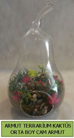 Cam Armut terrarium 5 kakts  Ankara iek gnderme 